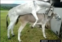 驴与马交配视频,驴马杂交现象首次视频记录