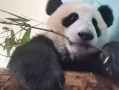大熊猫吃竹子视频,竹海中的悠闲时光