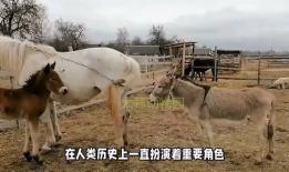 驴的交配视频,一场自然交配的视觉盛宴