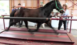 马交配过程视频,自然繁殖的奇妙瞬间