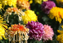 菊花视频,揭秘花海中的科技魅力