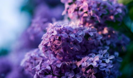 丁香视频,探索医学奥秘，解锁健康生活