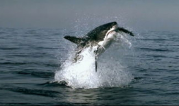 鲸鱼视频,探索海洋奥秘，畅游知识海洋